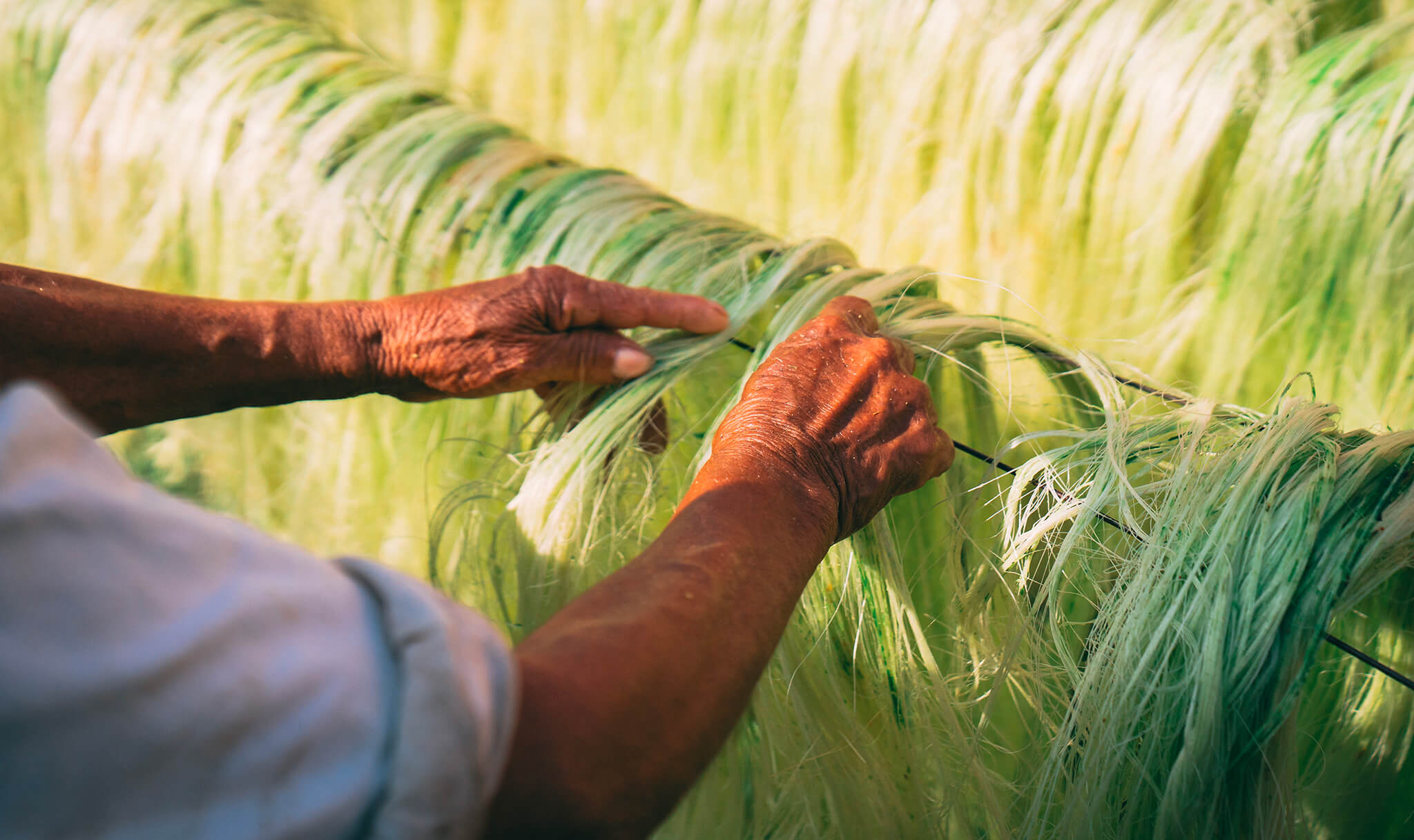 How is sisal obtained?