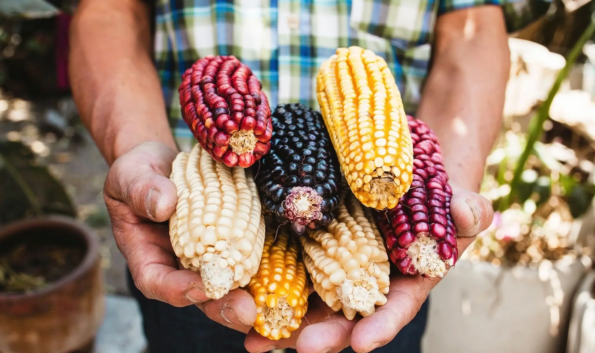 maíz en Oaxaca