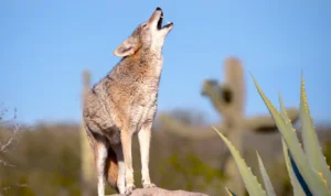 coyote