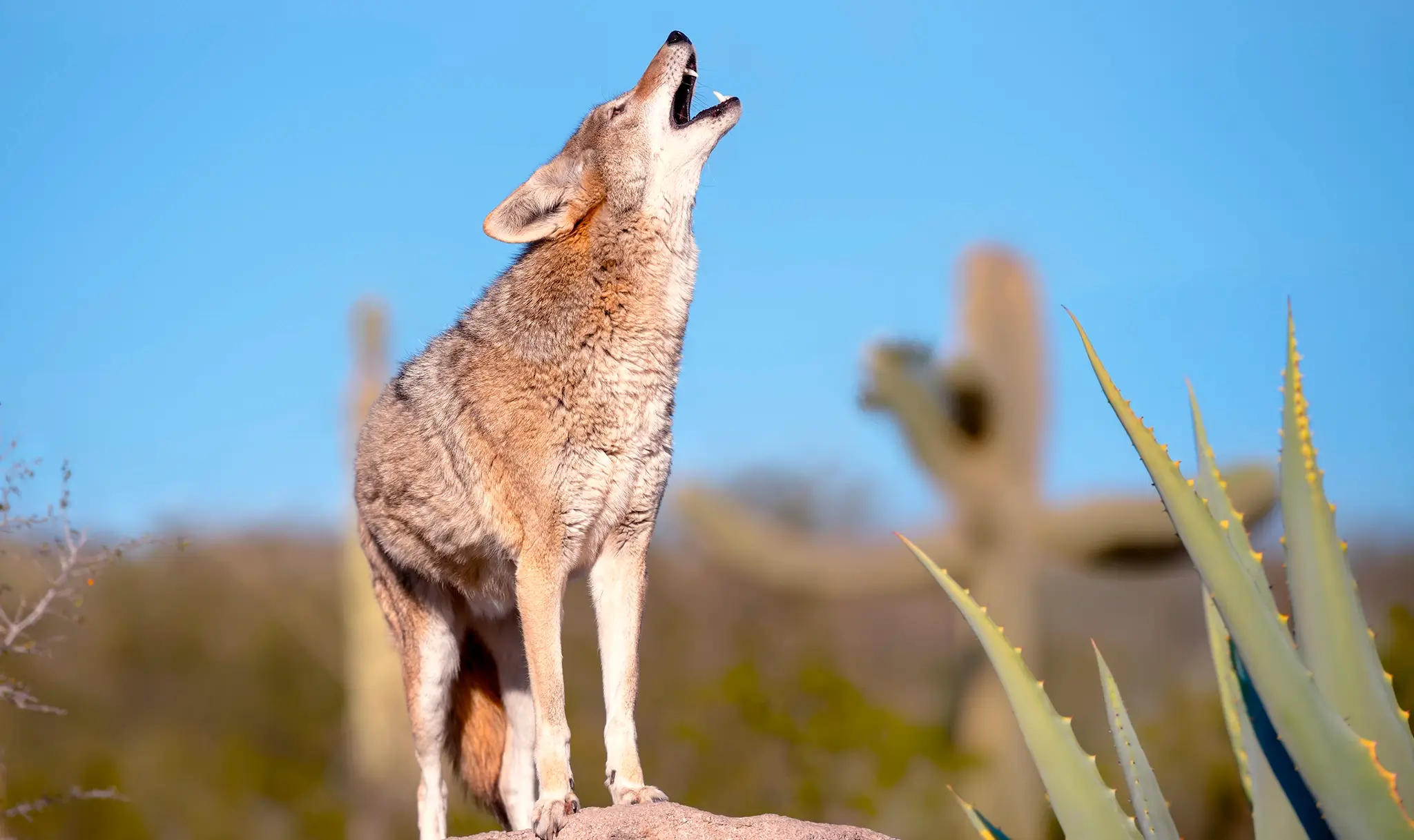 coyote